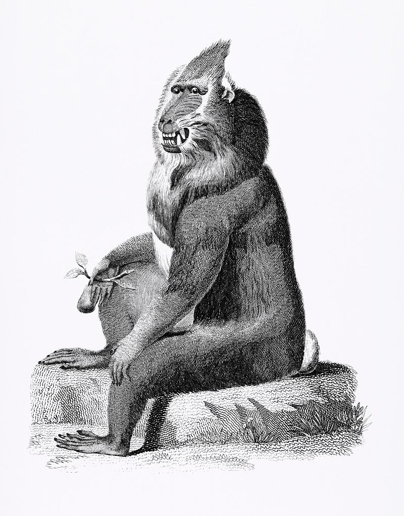 Variegated baboon from Zoological lectures delivered at the Royal institution in the years 1806-7 illustrated by George Shaw (1751-1813). Original from The New York Public Library. Digitally enhanced by rawpixel. Variegated baboon from Zoological lectures delivered at the Royal institution in the years 1806-7 illustrated by George Shaw…