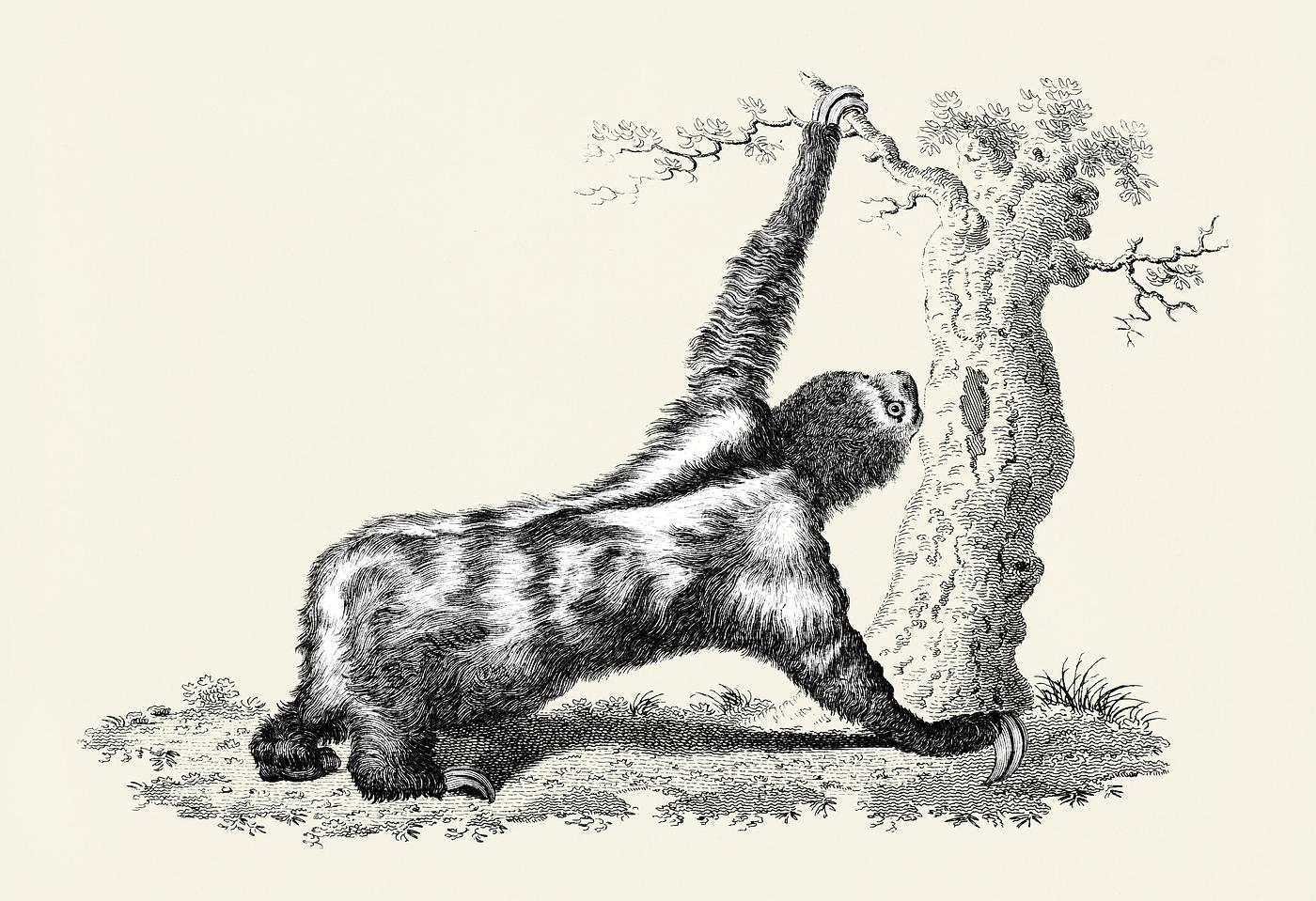Three toed sloth from Zoological lectures delivered at the Royal institution in the years 1806-7 illustrated by George Shaw... Three toed sloth from Zoological lectures delivered at the Royal institution in the years 1806-7 illustrated by George Shaw...