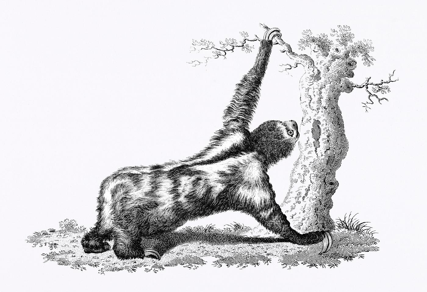 Three toed sloth from Zoological lectures delivered at the Royal institution in the years 1806-7 illustrated by George Shaw... Three toed sloth from Zoological lectures delivered at the Royal institution in the years 1806-7 illustrated by George Shaw...