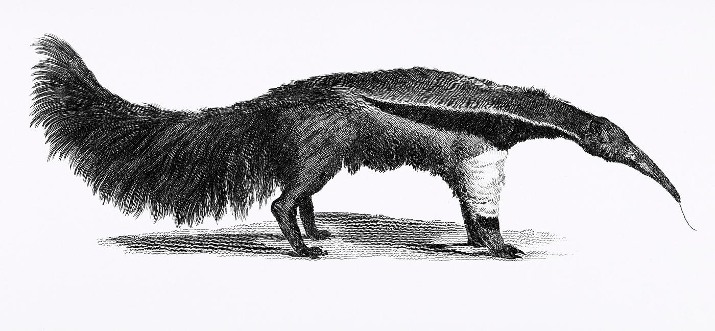 Great ant-eater from Zoological lectures delivered at the Royal institution in the years 1806-7 illustrated by George Shaw (... Great ant-eater from Zoological lectures delivered at the Royal institution in the years 1806-7 illustrated by George Shaw (...