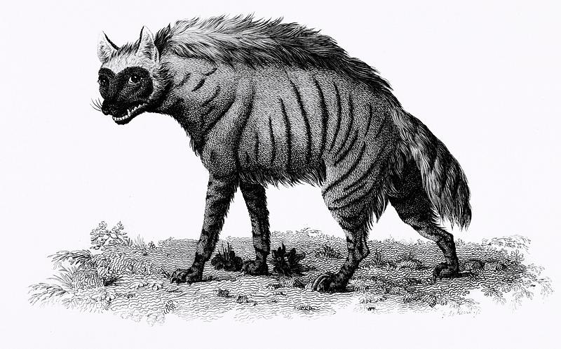 Striped Hyena from Zoological lectures delivered at the Royal institution in the years 1806-7 illustrated by George Shaw (1751-1813). Original from The New York Public Library. Digitally enhanced by rawpixel. Striped Hyena from Zoological lectures delivered at the Royal institution in the years 1806-7 illustrated by George Shaw…