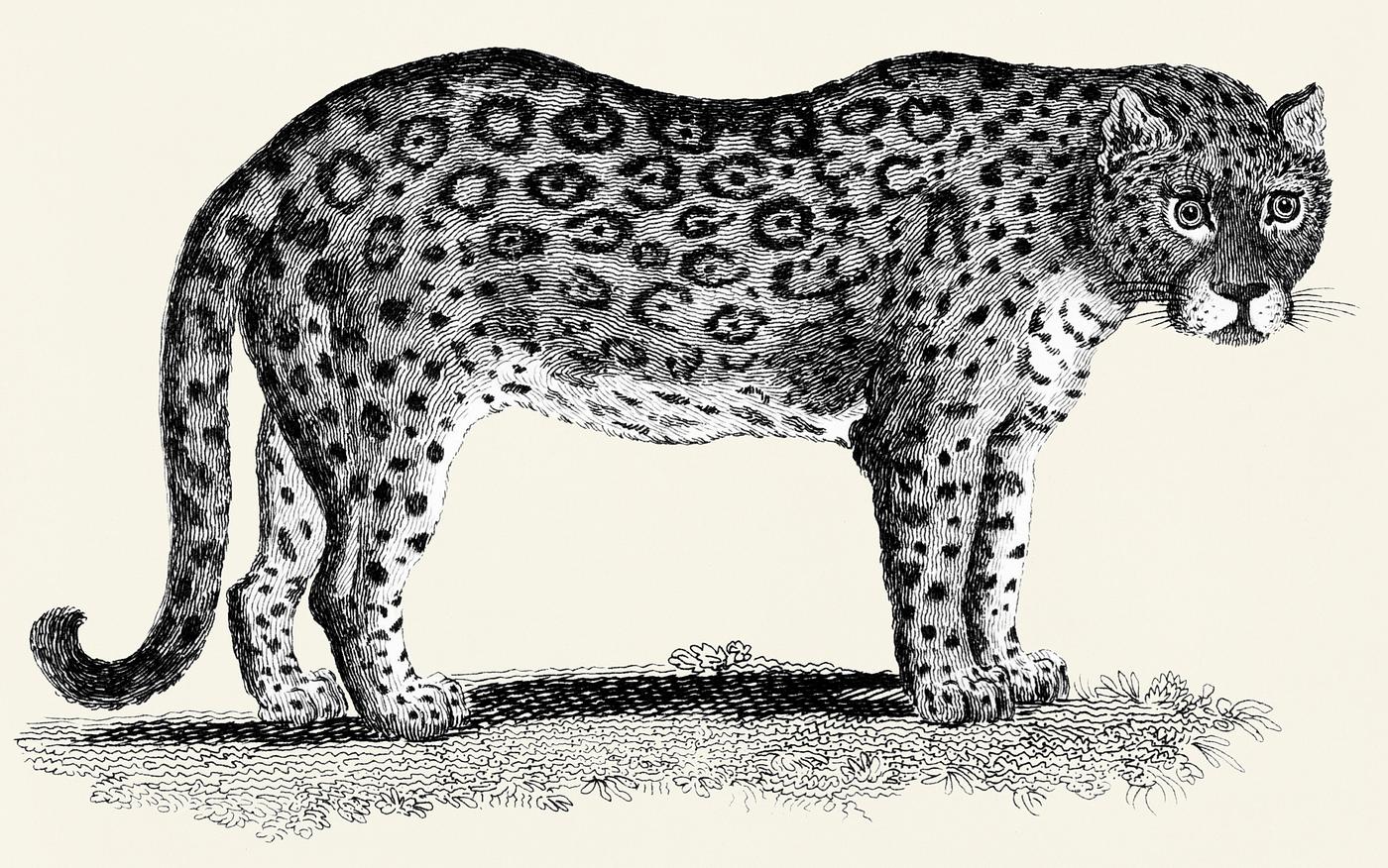 Illustration of Leopard and Panther from Zoological lectures delivered at the Royal institution in the years 1806-7... Illustration of Leopard and Panther from Zoological lectures delivered at the Royal institution in the years 1806-7...