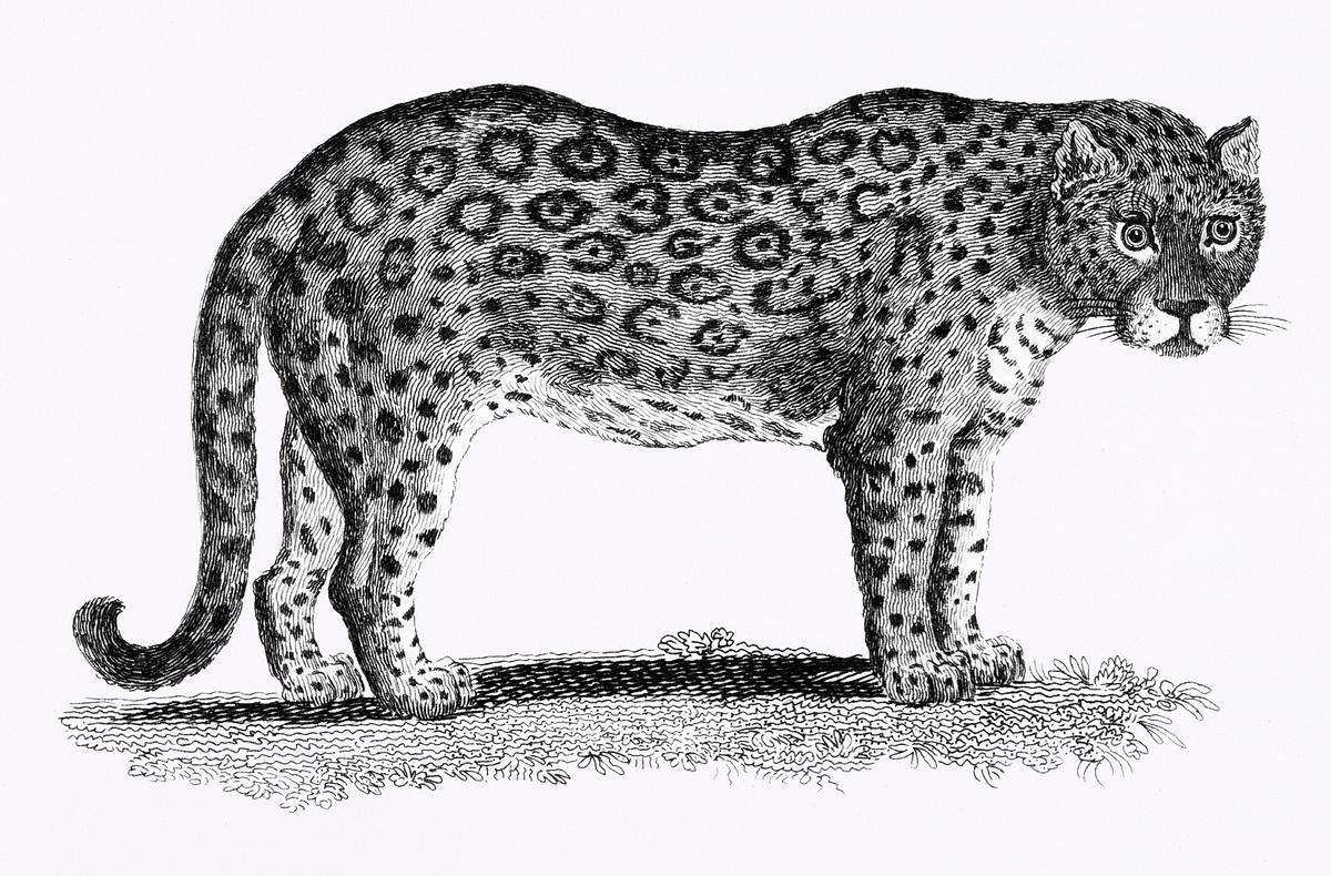 Illustration of Leopard and Panther from… | Free public domain illustration Illustration of Leopard and Panther from Zoological lectures delivered at the Royal institution in the years 1806-7…