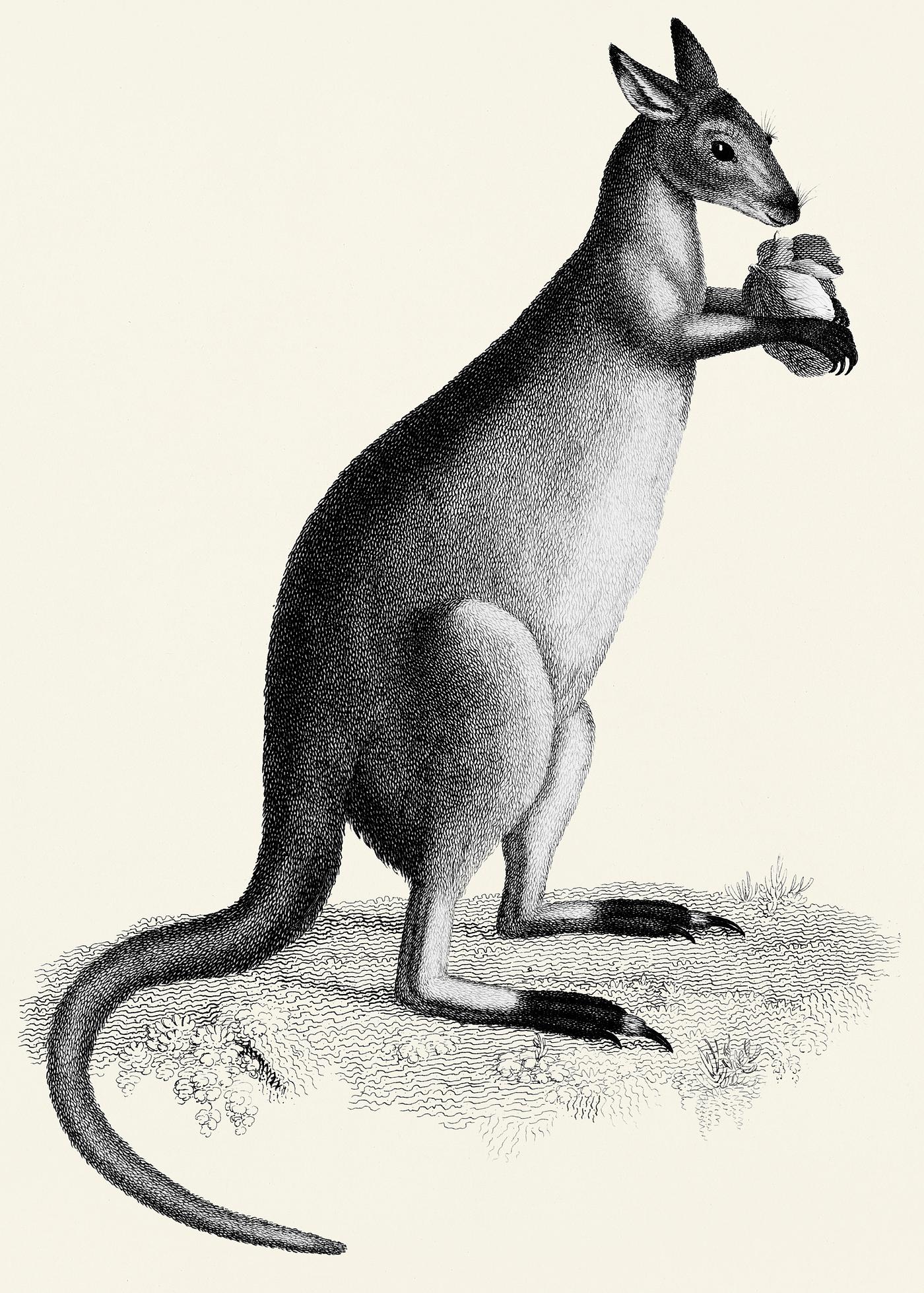 Blueish-grey kanguroo or silver kanguroo from Zoological lectures delivered at the Royal institution in the years 1806-7... Blueish-grey kanguroo or silver kanguroo from Zoological lectures delivered at the Royal institution in the years 1806-7...