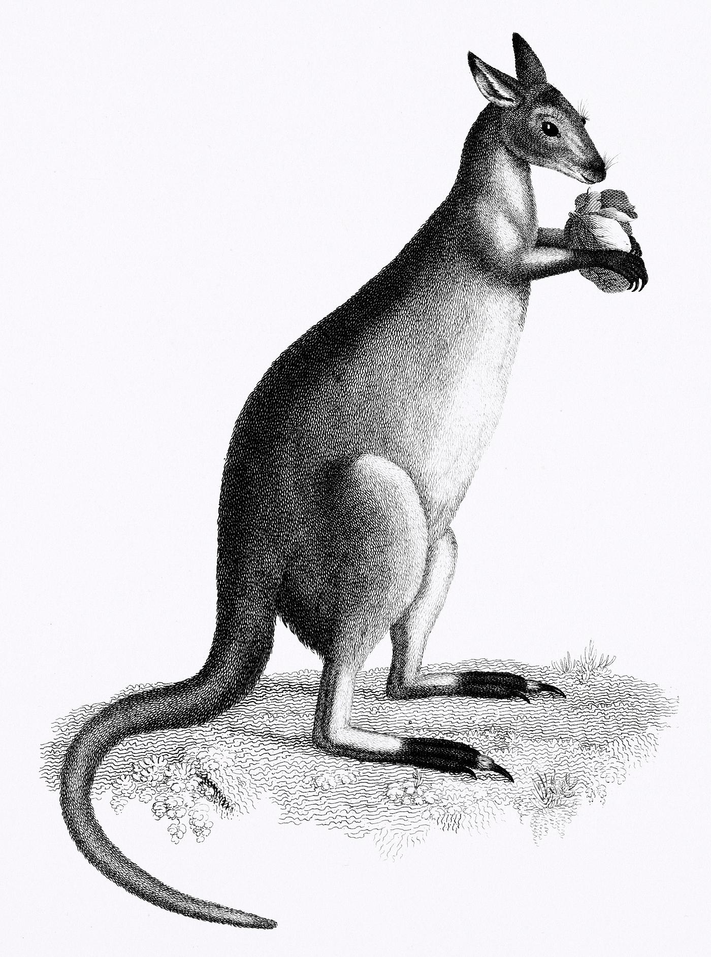 Blueish-grey kanguroo or silver kanguroo from Zoological lectures delivered at the Royal institution in the years 1806-7... Blueish-grey kanguroo or silver kanguroo from Zoological lectures delivered at the Royal institution in the years 1806-7...