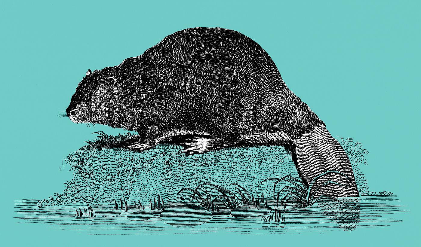 Illustration of Beaver from Zoological lectures delivered at the Royal institution in the years 1806-7 illustrated by George... Illustration of Beaver from Zoological lectures delivered at the Royal institution in the years 1806-7 illustrated by George...