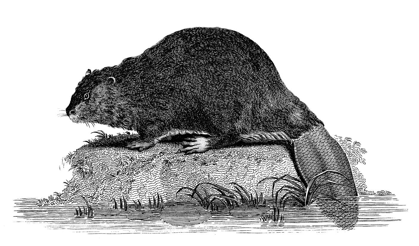Illustration of Beaver from Zoological lectures delivered at the Royal institution in the years 1806-7 illustrated by George... Illustration of Beaver from Zoological lectures delivered at the Royal institution in the years 1806-7 illustrated by George...