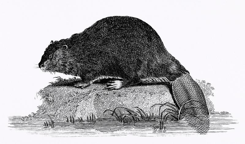 Illustration of Beaver from Zoological lectures delivered at the Royal institution in the years 1806-7 illustrated by George Shaw (1751-1813). Original from The New York Public Library. Digitally enhanced by rawpixel. Illustration of Beaver from Zoological lectures delivered at the Royal institution in the years 1806-7 illustrated by George…