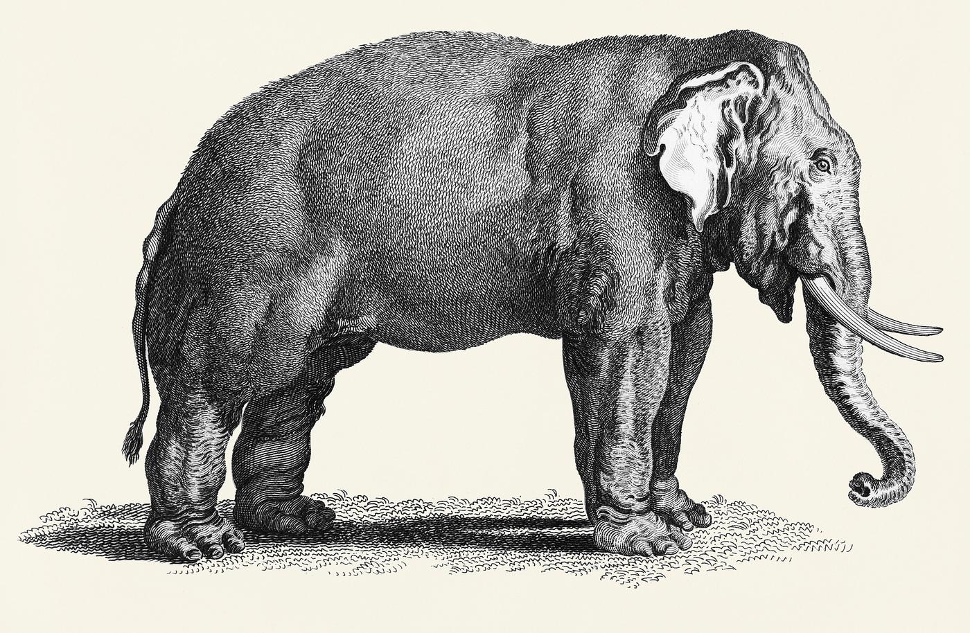 Illustration of Elephant from Zoological lectures delivered at the Royal institution in the years 1806-7 illustrated by... Illustration of Elephant from Zoological lectures delivered at the Royal institution in the years 1806-7 illustrated by...