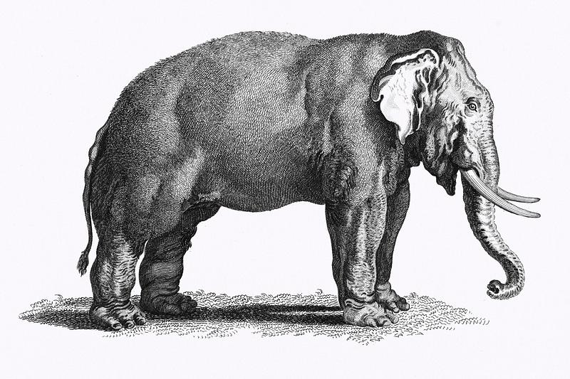 Illustration of Elephant from Zoological lectures delivered at the Royal institution in the years 1806-7 illustrated by George Shaw (1751-1813). Original from The New York Public Library. Digitally enhanced by rawpixel. Illustration of Elephant from Zoological lectures delivered at the Royal institution in the years 1806-7 illustrated by…