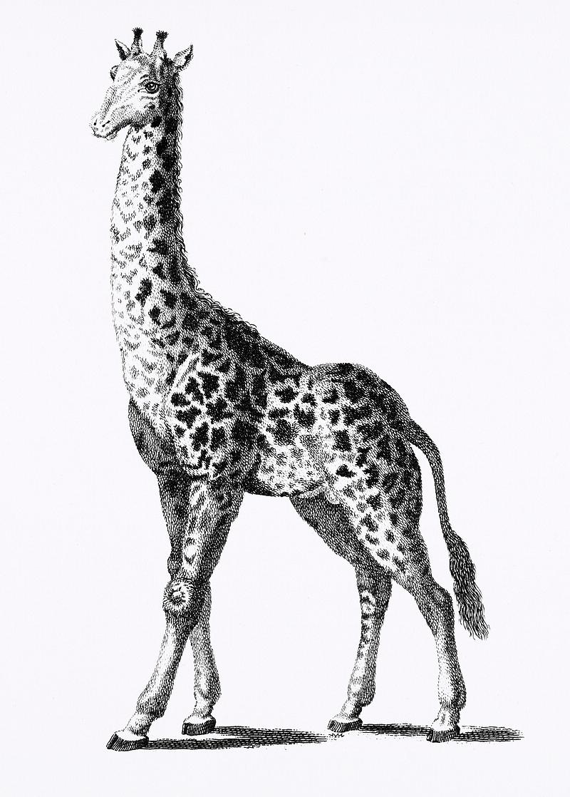 Giraffe from Zoological lectures delivered at the Royal institution in the years 1806-7 illustrated by George Shaw (1751-1813). Original from The New York Public Library. Digitally enhanced by rawpixel. Giraffe from Zoological lectures delivered at the Royal institution in the years 1806-7 illustrated by George Shaw (1751…