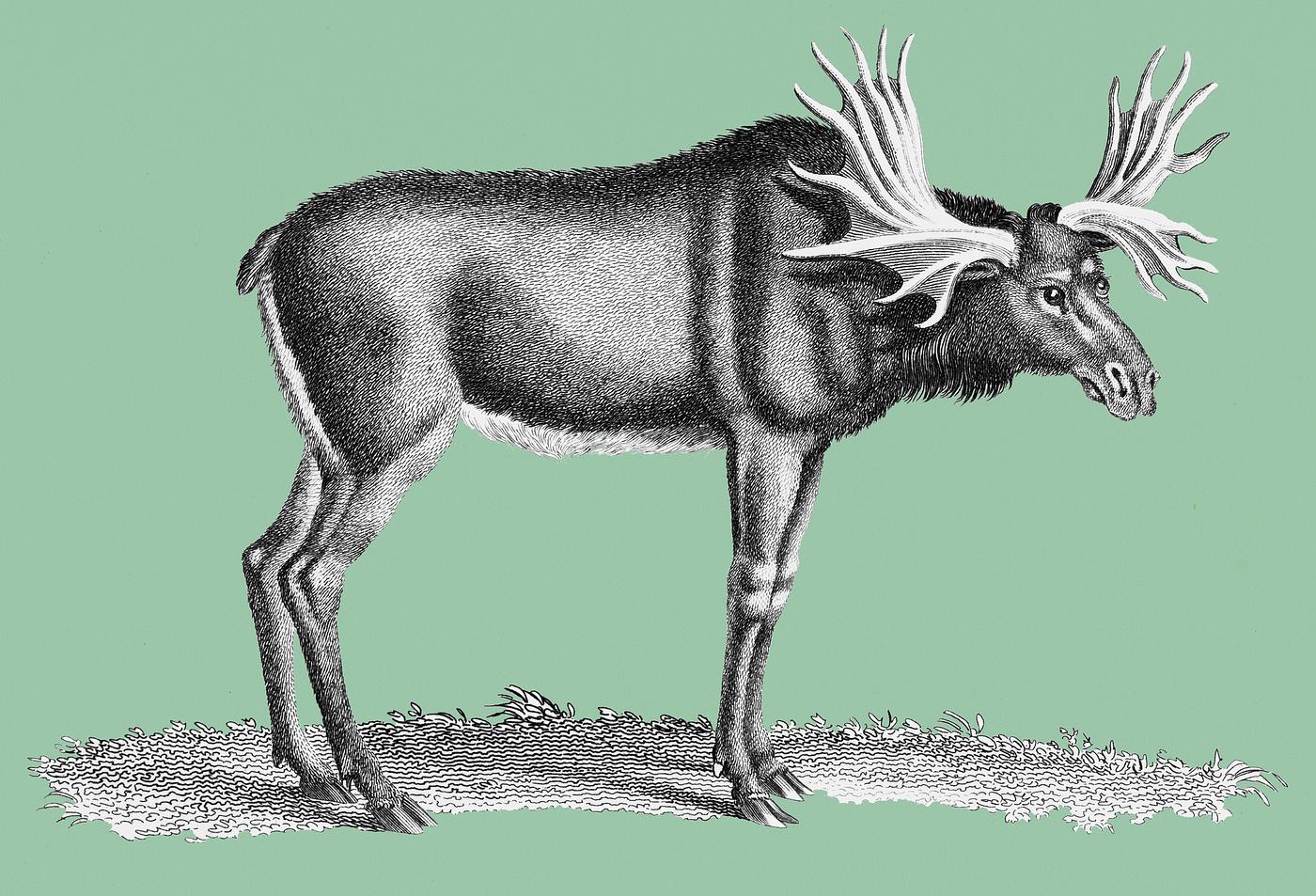 Illustration of Elk from Zoological lectures delivered at the Royal institution in the years 1806-7 illustrated by George... Illustration of Elk from Zoological lectures delivered at the Royal institution in the years 1806-7 illustrated by George...