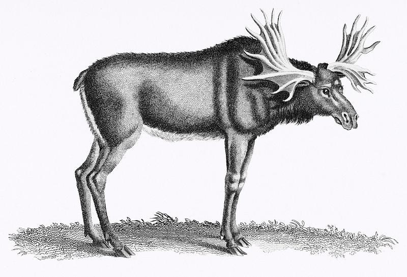 Illustration of Elk from Zoological lectures delivered at the Royal institution in the years 1806-7 illustrated by George Shaw (1751-1813). Original from The New York Public Library. Digitally enhanced by rawpixel. Illustration of Elk from Zoological lectures delivered at the Royal institution in the years 1806-7 illustrated by George…