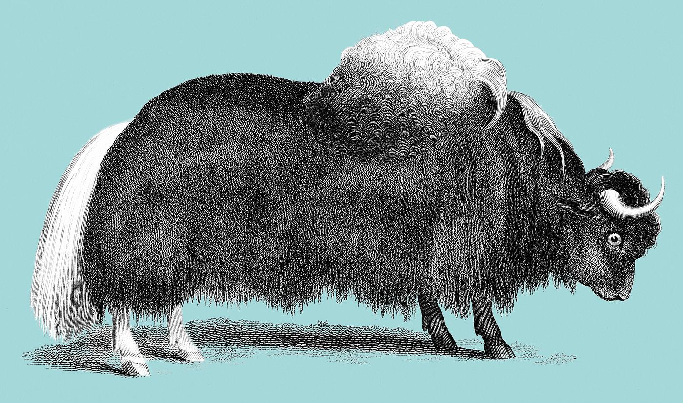 Illustration of Yak from Zoological lectures delivered at the Royal institution in the years 1806-7 illustrated by George... Illustration of Yak from Zoological lectures delivered at the Royal institution in the years 1806-7 illustrated by George...