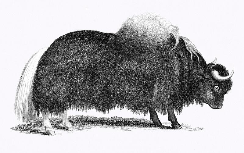 Illustration of Yak from Zoological lectures delivered at the Royal institution in the years 1806-7 illustrated by George Shaw (1751-1813). Original from The New York Public Library. Digitally enhanced by rawpixel. Illustration of Yak from Zoological lectures delivered at the Royal institution in the years 1806-7 illustrated by George…