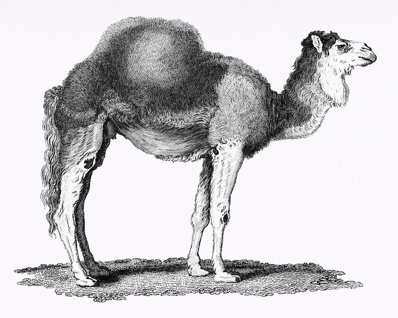 Illustration of Arabian camel from Zoological lectures delivered at the Royal institution in the years 1806-7 illustrated by George Shaw (1751-1813). Original from The New York Public Library. Digitally enhanced by rawpixel. Illustration of Arabian camel from Zoological lectures delivered at the Royal institution in the years 1806-7 illustrated by…