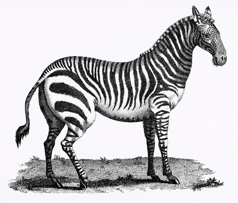 Illustration of Zebra from Zoological lectures delivered at the Royal institution in the years 1806-7 illustrated by George Shaw (1751-1813). Original from The New York Public Library. Digitally enhanced by rawpixel. Illustration of Zebra from Zoological lectures delivered at the Royal institution in the years 1806-7 illustrated by George…