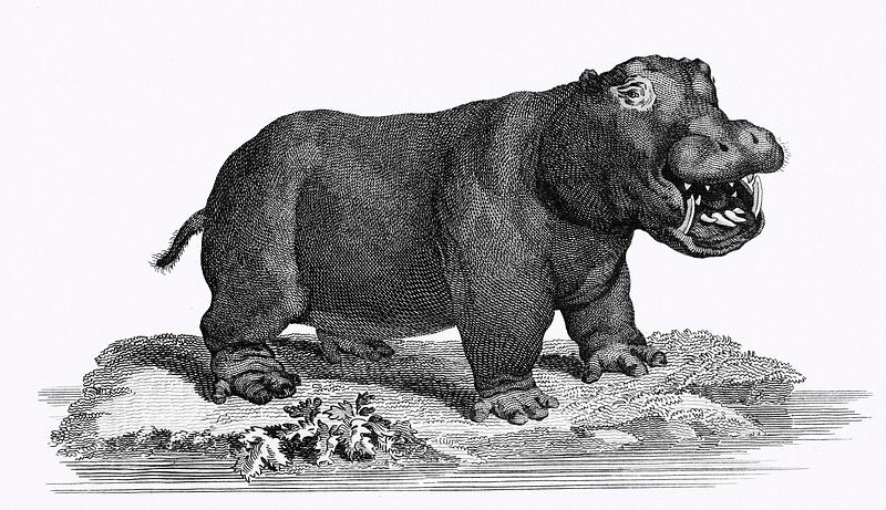 Illustration of Hippopotamus from Zoological lectures delivered at the Royal institution in the years 1806-7 illustrated by George Shaw (1751-1813). Original from The New York Public Library. Digitally enhanced by rawpixel. Illustration of Hippopotamus from Zoological lectures delivered at the Royal institution in the years 1806-7 illustrated by…