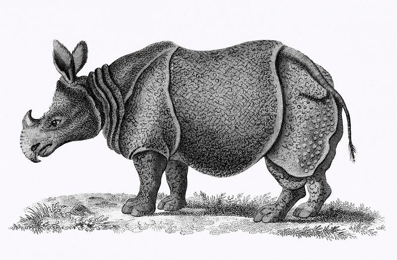 Illustration of Single-horned Rhinoceros from Zoological lectures delivered at the Royal institution in the years 1806-7 illustrated by George Shaw (1751-1813). Original from The New York Public Library. Digitally enhanced by rawpixel. Illustration of Single-horned Rhinoceros from Zoological lectures delivered at the Royal institution in the years 1806-7…