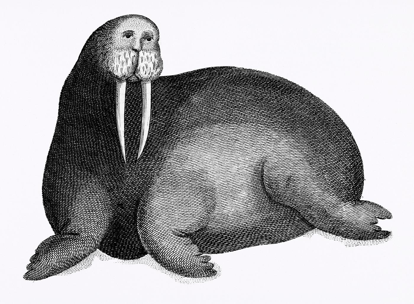 Arctic walrus from Zoological lectures delivered at the Royal institution in the years 1806-7 illustrated by George Shaw (... Arctic walrus from Zoological lectures delivered at the Royal institution in the years 1806-7 illustrated by George Shaw (...