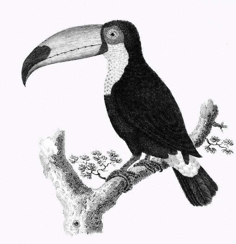 Illustration of Toco and Rhinoceros bird from Zoological lectures delivered at the Royal institution in the years 1806-7 illustrated by George Shaw (1751-1813). Original from The New York Public Library. Digitally enhanced by rawpixel. Illustration of Toco and Rhinoceros bird from Zoological lectures delivered at the Royal institution in the years 1806-7…