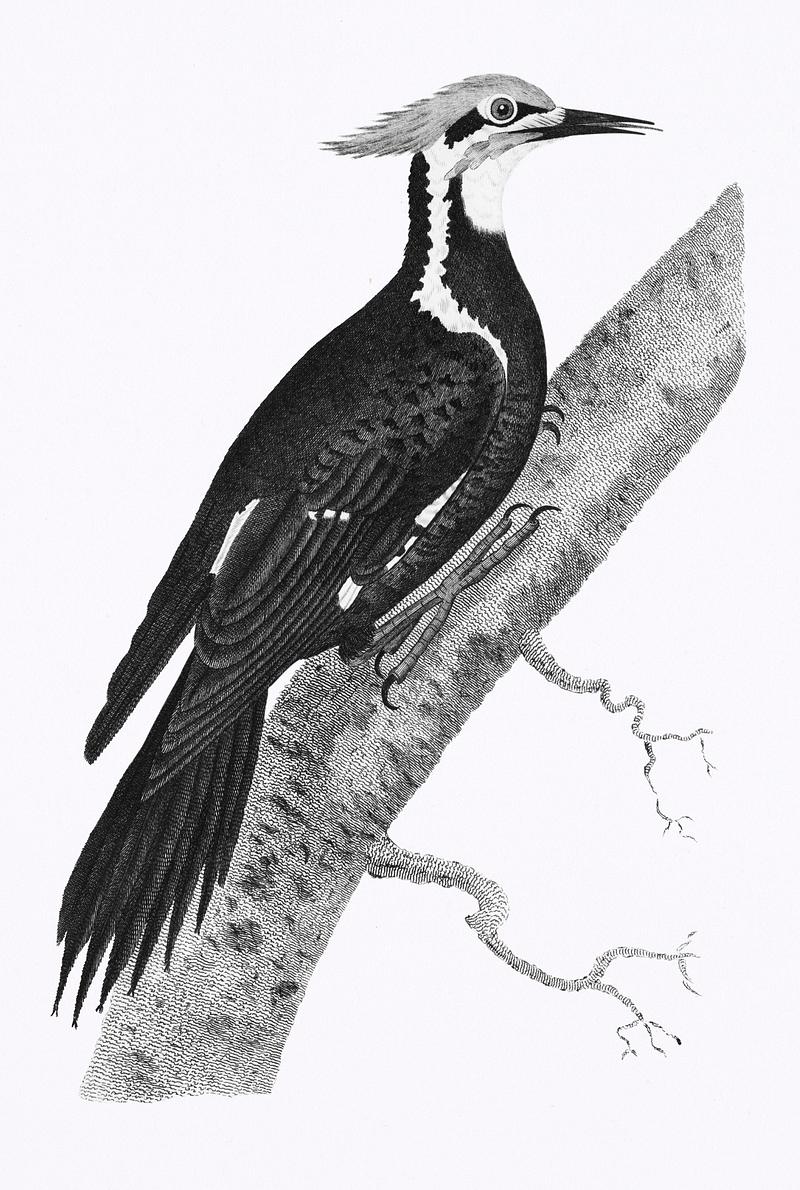 Pileated woodpecker (Picus pileatus) from Zoological lectures delivered at the Royal institution in the years 1806-7 illustrated by George Shaw (1751-1813). Original from The New York Public Library. Digitally enhanced by rawpixel. Pileated woodpecker (Picus pileatus) from Zoological lectures delivered at the Royal institution in the years 1806-7…
