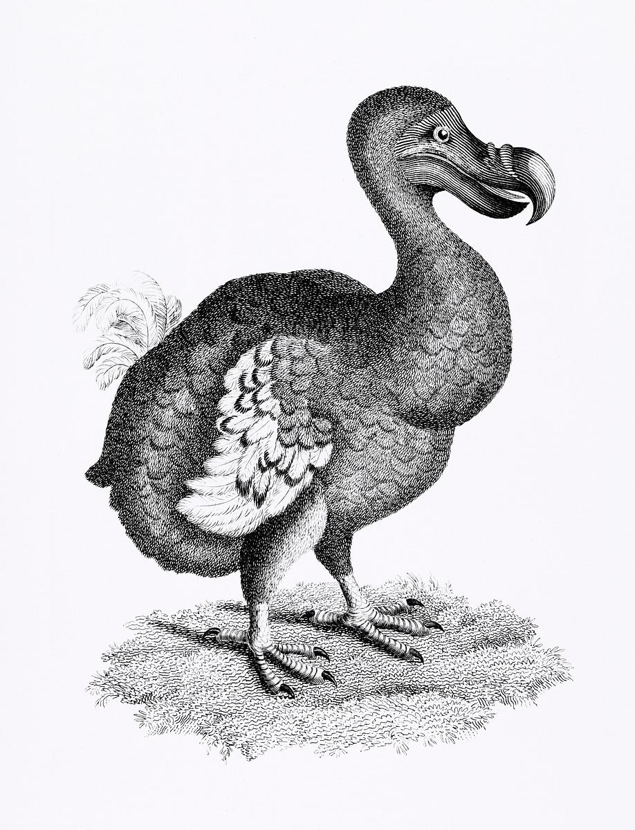 Illustration of Dodo from Zoological lectures… | Free public domain illustration Illustration of Dodo from Zoological lectures delivered at the Royal institution in the years 1806-7 by George Shaw (1751…