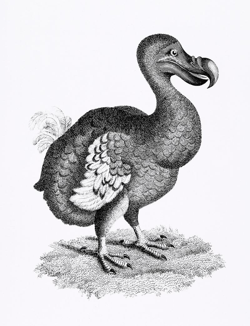 Illustration of Dodo from Zoological lectures.. | Royalty free stock ...