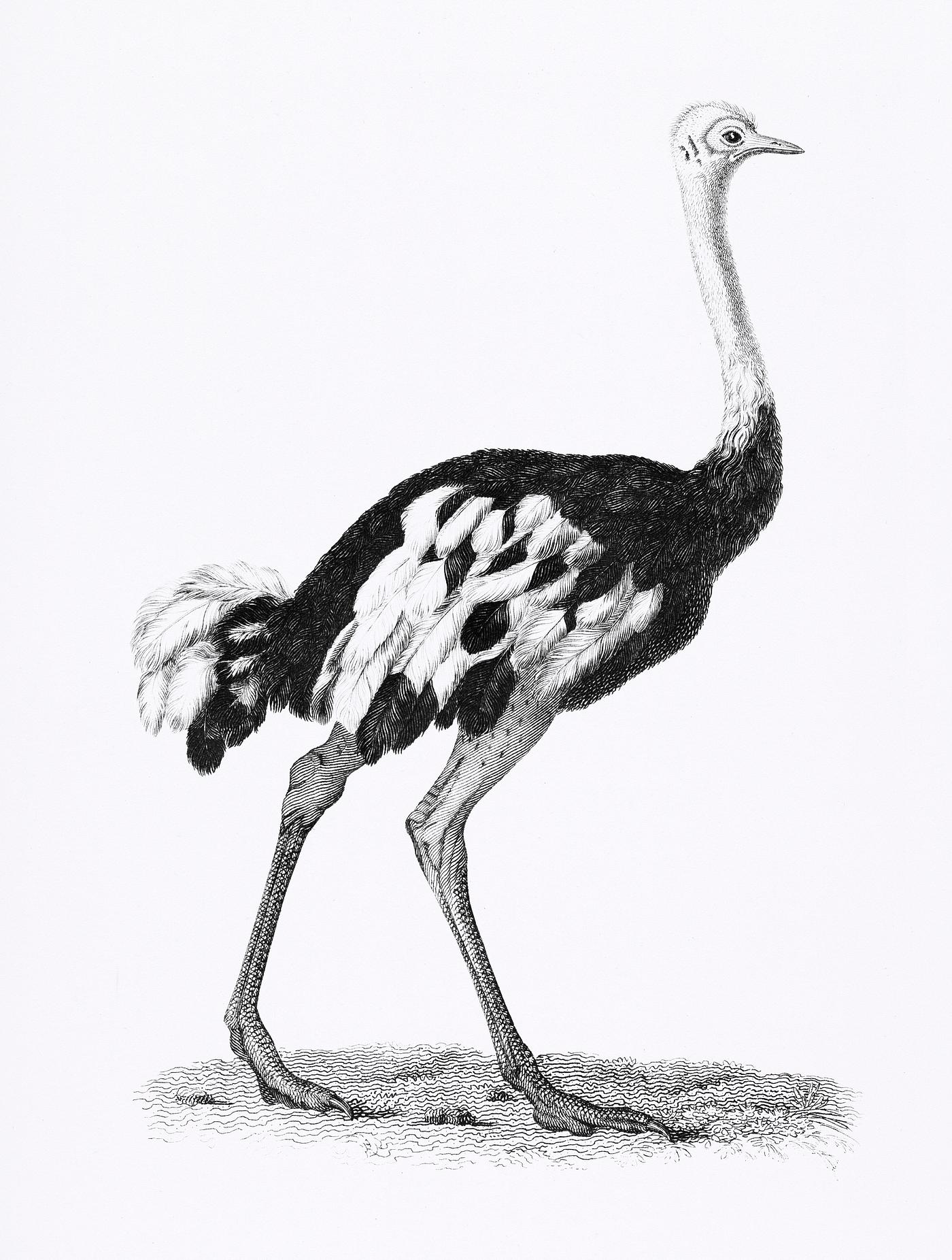 Ostrich from Zoological lectures delivered at the Royal institution in the years 1806-7 illustrated by George Shaw (1751-... Ostrich from Zoological lectures delivered at the Royal institution in the years 1806-7 illustrated by George Shaw (1751-...