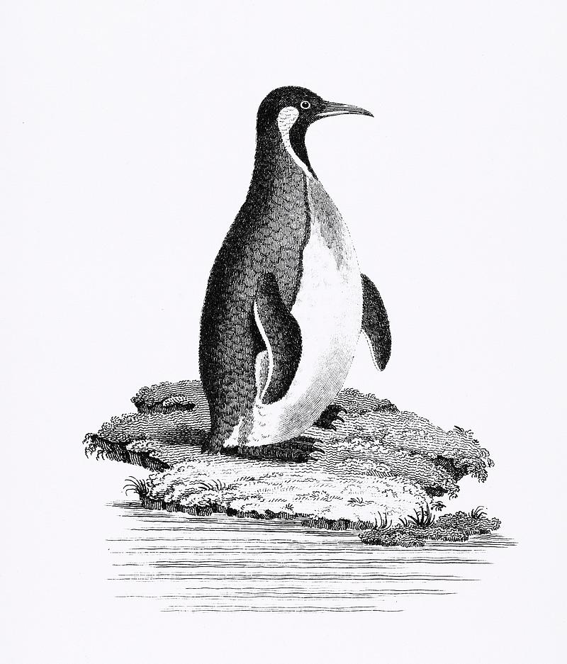 Great awk and Patagonian penguin from Zoological lectures delivered at the Royal institution in the years 1806-7 illustrated by George Shaw (1751-1813). Original from The New York Public Library. Digitally enhanced by rawpixel. Great awk and Patagonian penguin from Zoological lectures delivered at the Royal institution in the years 1806-7 illustrated…