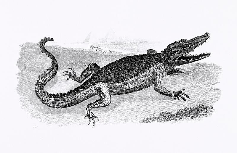 Illustration of Crocodile from Zoological lectures delivered at the Royal institution in the years 1806-7 illustrated by George Shaw (1751-1813). Original from The New York Public Library. Digitally enhanced by rawpixel. Illustration of Crocodile from Zoological lectures delivered at the Royal institution in the years 1806-7 illustrated by…