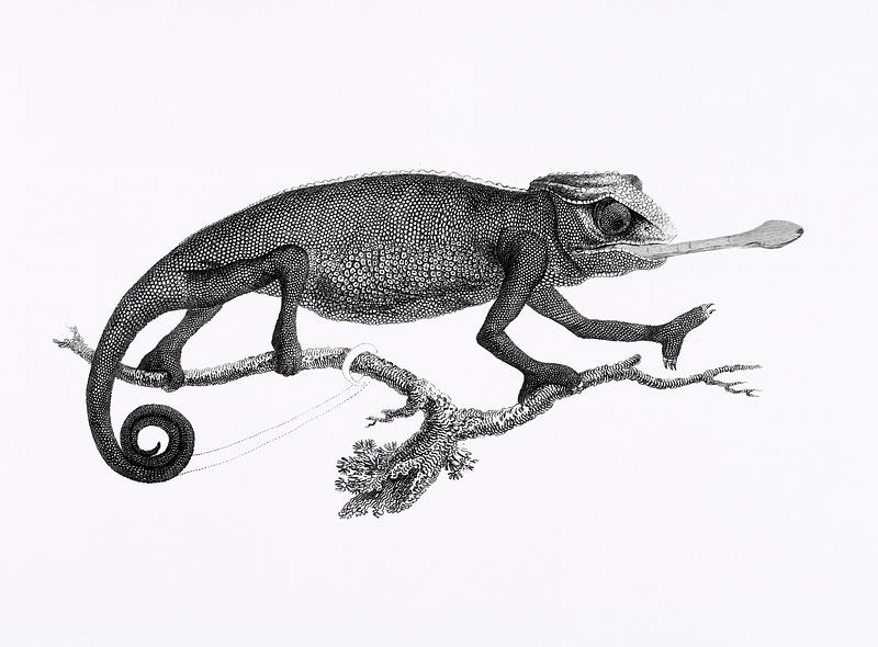 Illustration of Chameleon from Zoological lectures delivered at the Royal institution in the years 1806-7 illustrated by George Shaw (1751-1813). Original from The New York Public Library. Digitally enhanced by rawpixel. Illustration of Chameleon from Zoological lectures delivered at the Royal institution in the years 1806-7 illustrated by…