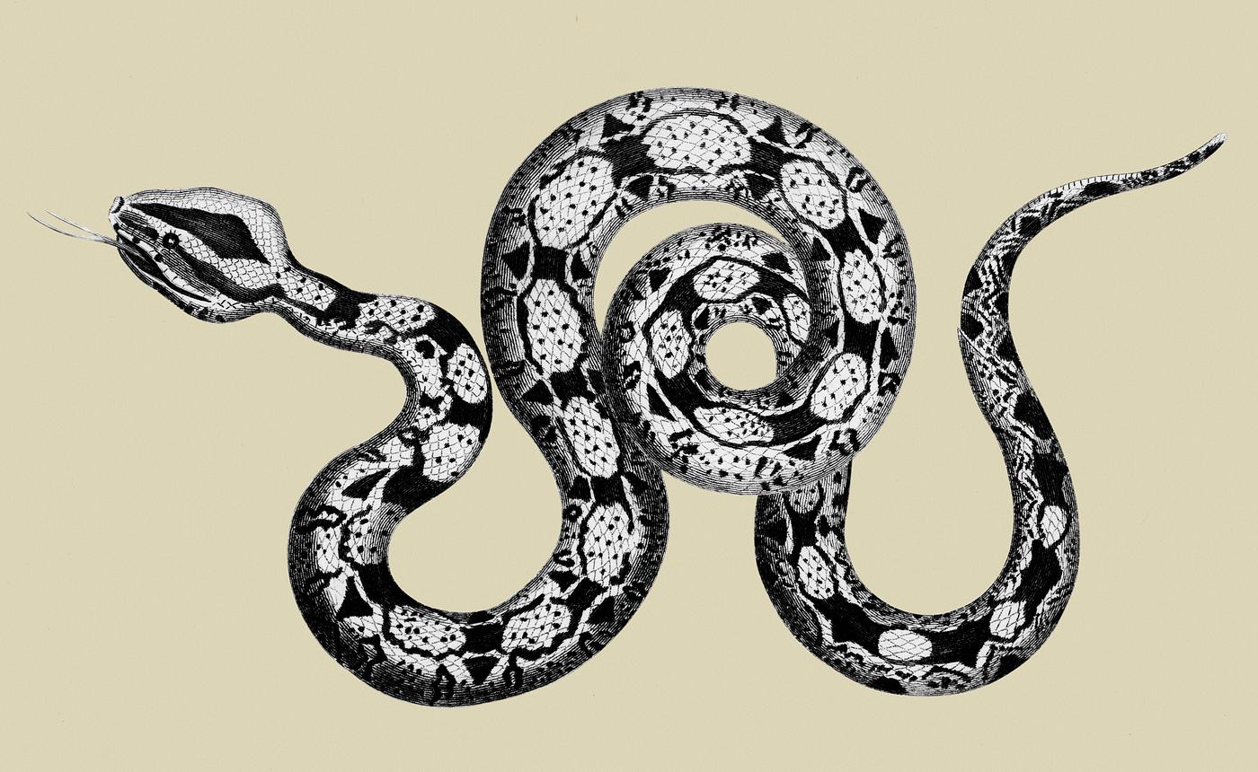 Illustration of Constrictor boa from Zoological lectures delivered at the Royal institution in the years 1806-7 illustrated... Illustration of Constrictor boa from Zoological lectures delivered at the Royal institution in the years 1806-7 illustrated...