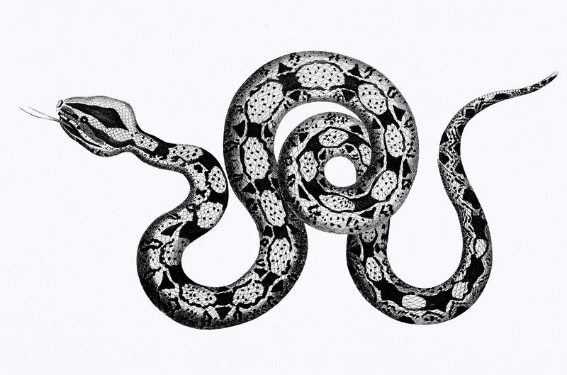 Illustration of Constrictor boa from Zoological lectures delivered at the Royal institution in the years 1806-7 illustrated by George Shaw (1751-1813). Original from The New York Public Library. Digitally enhanced by rawpixel. Illustration of Constrictor boa from Zoological lectures delivered at the Royal institution in the years 1806-7 illustrated…