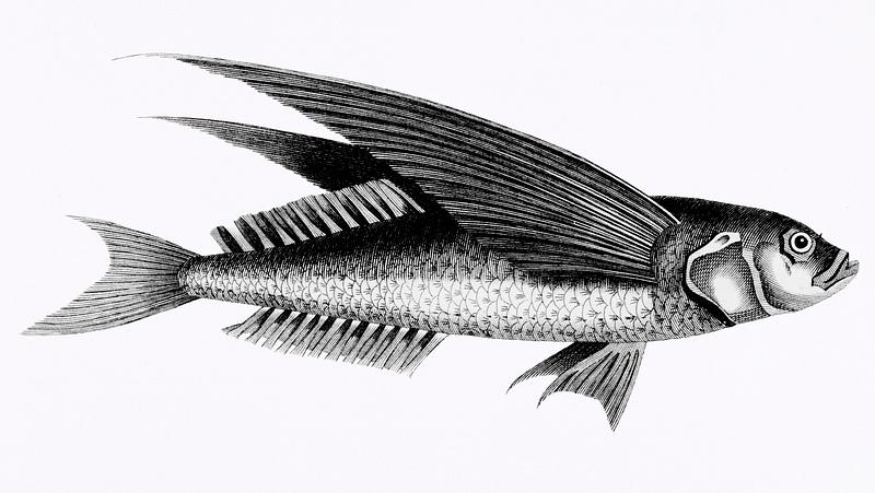 Oceanic flying fish from Zoological lectures delivered at the Royal institution in the years 1806-7 illustrated by George Shaw (1751-1813). Original from The New York Public Library. Digitally enhanced by rawpixel. Oceanic flying fish from Zoological lectures delivered at the Royal institution in the years 1806-7 illustrated by George…