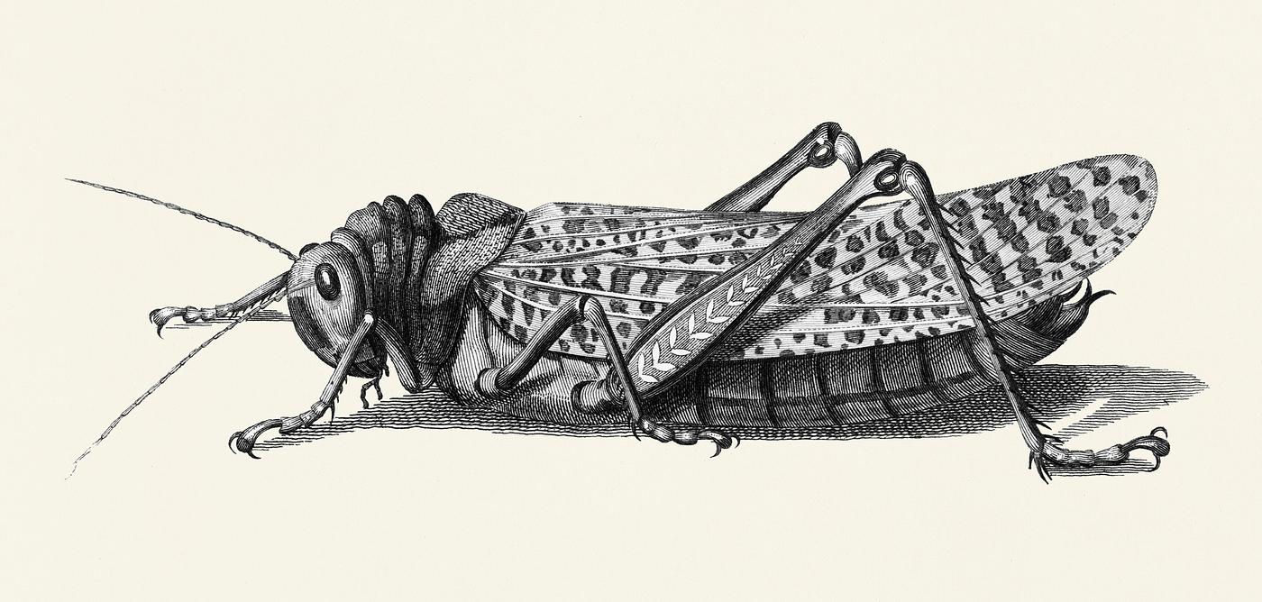 Gryllus from Zoological lectures delivered at the Royal institution in the years 1806-7 illustrated by George Shaw (1751-... Gryllus from Zoological lectures delivered at the Royal institution in the years 1806-7 illustrated by George Shaw (1751-...
