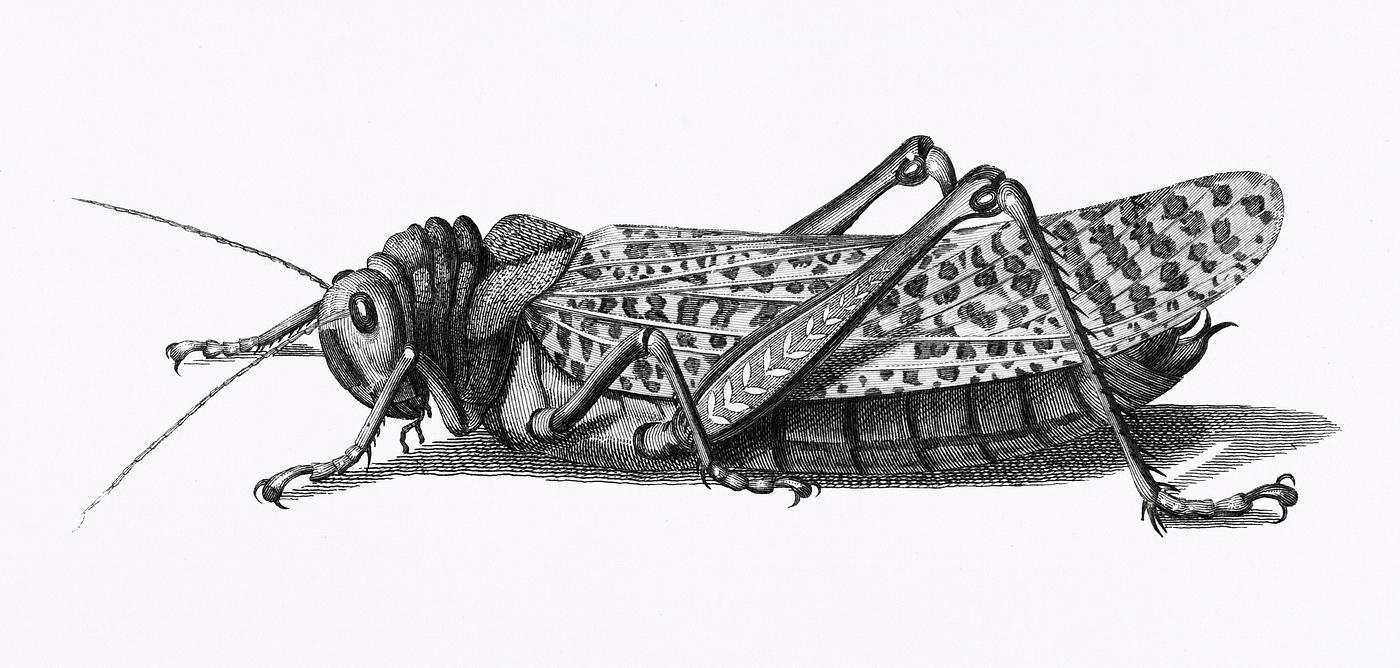 Gryllus from Zoological lectures delivered at the Royal institution in the years 1806-7 illustrated by George Shaw (1751-... Gryllus from Zoological lectures delivered at the Royal institution in the years 1806-7 illustrated by George Shaw (1751-...