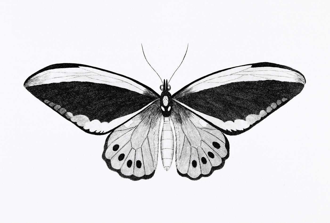 Illustration of papilio from Zoological lectures delivered at the Royal institution in the years 1806-7 illustrated by... Illustration of papilio from Zoological lectures delivered at the Royal institution in the years 1806-7 illustrated by...