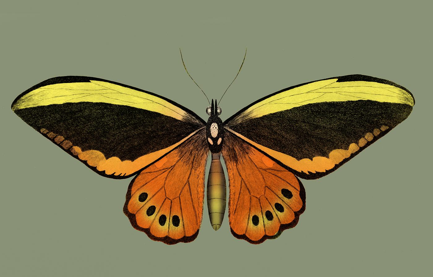 Illustration of papilio from Zoological lectures delivered at the Royal institution in the years 1806-7 illustrated by... Illustration of papilio from Zoological lectures delivered at the Royal institution in the years 1806-7 illustrated by...