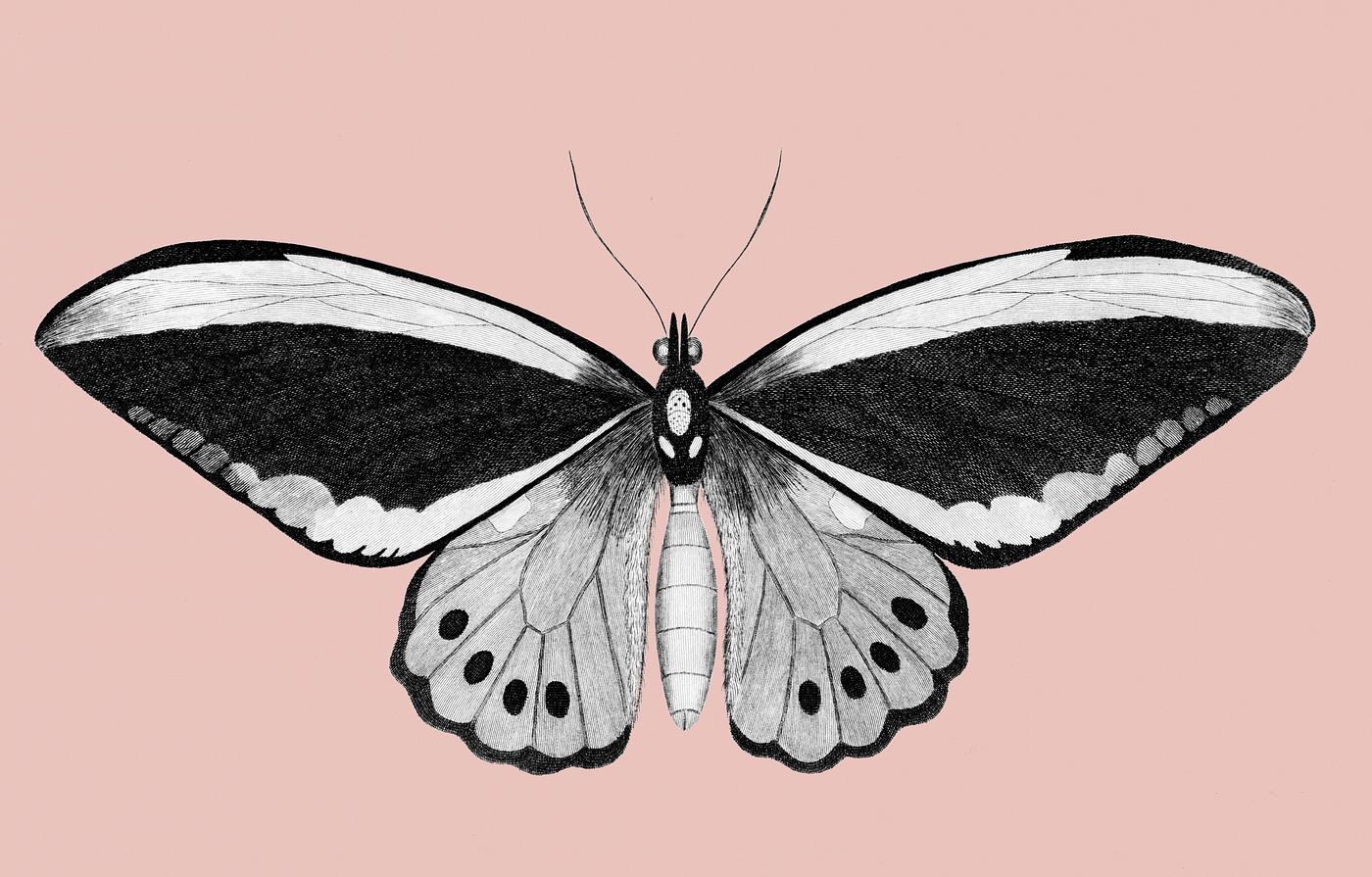 Illustration of papilio from Zoological lectures delivered at the Royal institution in the years 1806-7 illustrated by... Illustration of papilio from Zoological lectures delivered at the Royal institution in the years 1806-7 illustrated by...