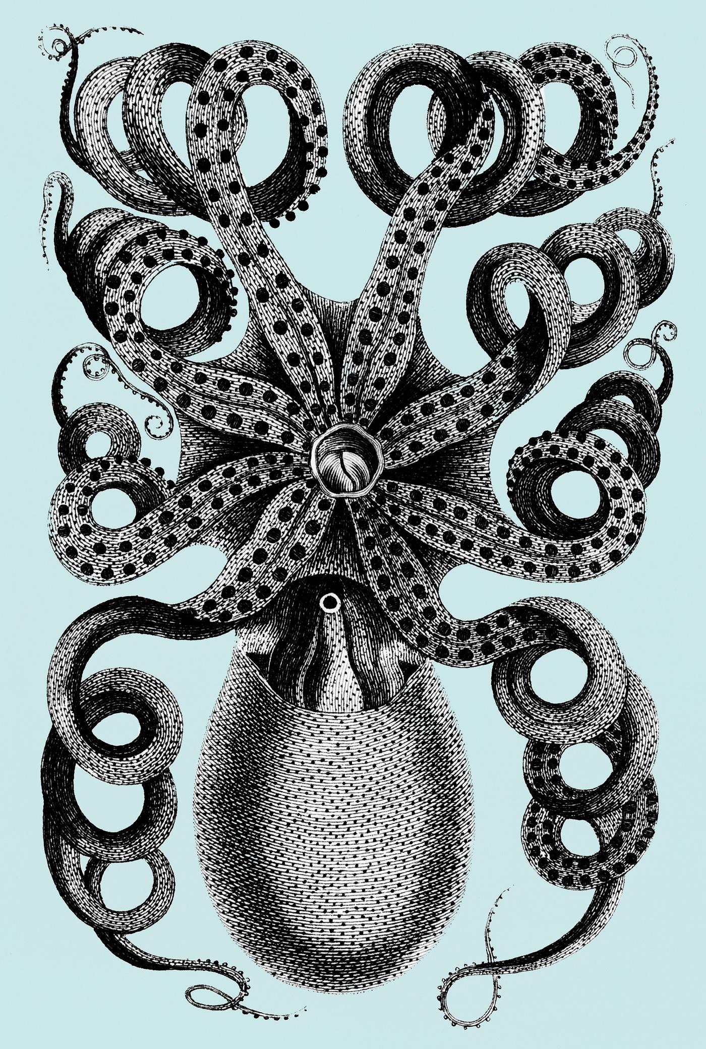 Front viewed of eight armed cuttle fish from Zoological lectures delivered at the Royal institution in the years 1806-7... Front viewed of eight armed cuttle fish from Zoological lectures delivered at the Royal institution in the years 1806-7...