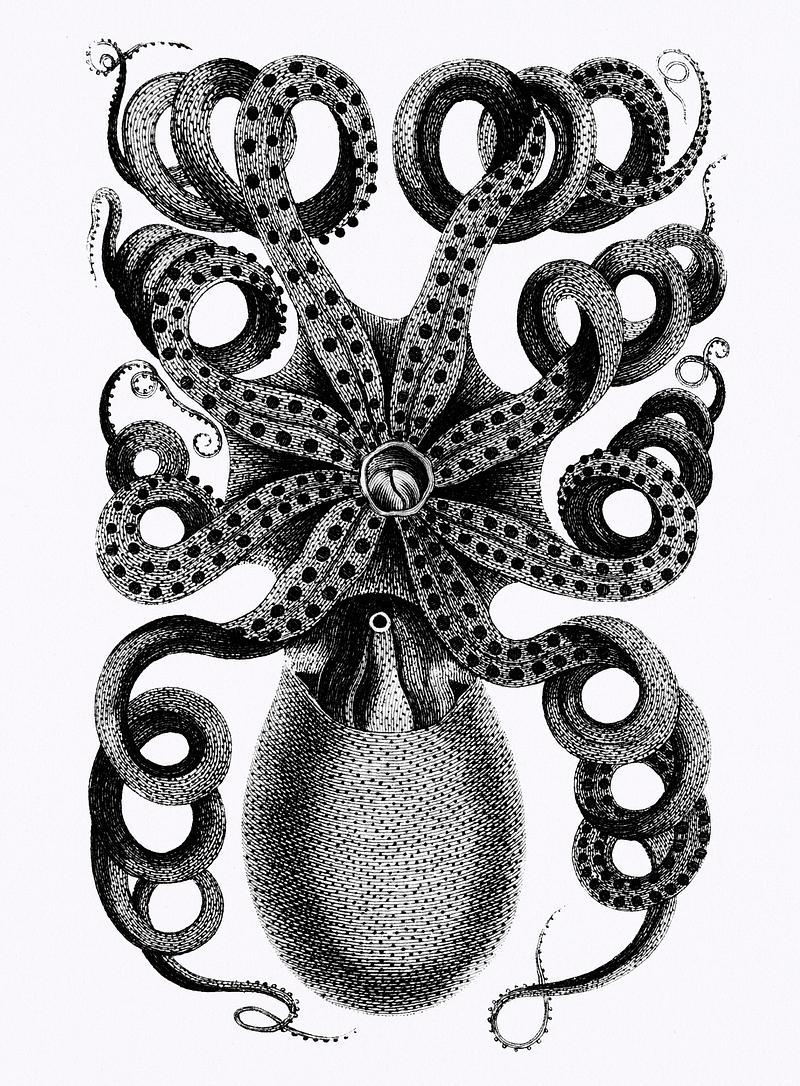 Front viewed of eight armed cuttle fish from Zoological lectures delivered at the Royal institution in the years 1806-7 illustrated by George Shaw (1751-1813). Original from The New York Public Library. Digitally enhanced by rawpixel. Front viewed of eight armed cuttle fish from Zoological lectures delivered at the Royal institution in the years 1806-7…