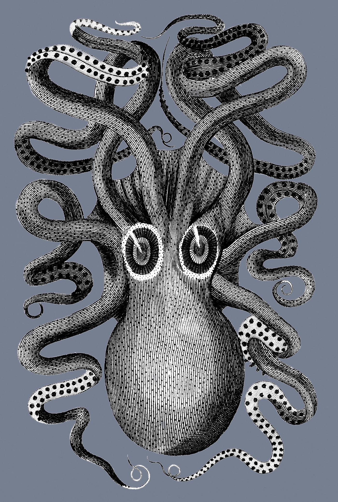 Back viewed of eight armed cuttlefish from Zoological lectures delivered at the Royal institution in the years 1806-7... Back viewed of eight armed cuttlefish from Zoological lectures delivered at the Royal institution in the years 1806-7...