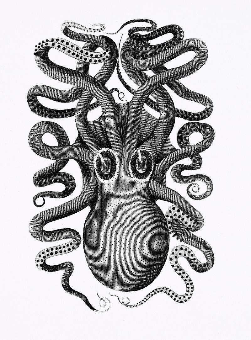 Back viewed of eight armed cuttlefish from Zoological lectures delivered at the Royal institution in the years 1806-7…