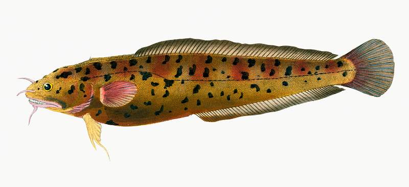 Cod (Gadus Tricirratus) illustration from The Natural History of British Fishes (1802) by Edward Donovan (1768-1837).…