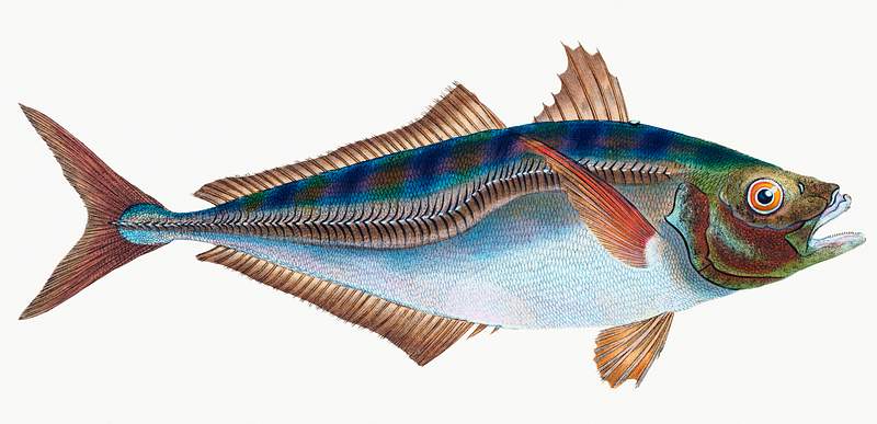 Scad (Scomber Trachurus) illustration from The Natural History of British Fishes (1802) by Edward Donovan (1768-1837).…