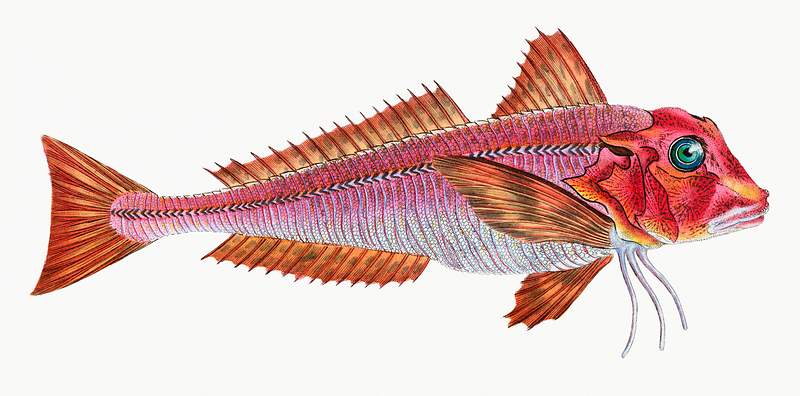 Red gurnard (Tirgla Lineatus) illustration from The Natural History of British Fishes (1802) by Edward Donovan (1768-1837).…