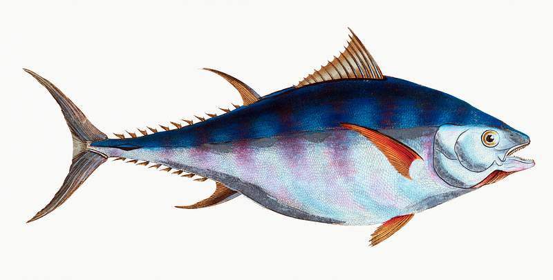 Tunny (Scomber Thynnus) illustration from The Natural History of British Fishes (1802) by Edward Donovan (1768-1837).…