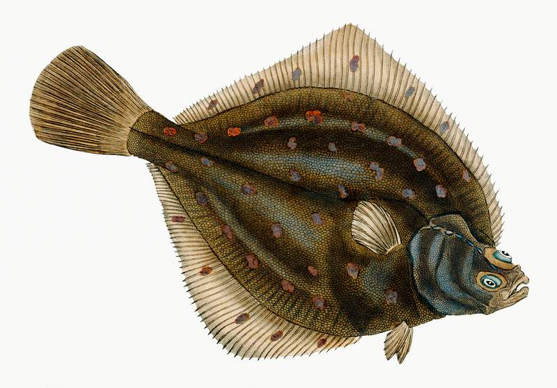 Plaise (Pleuronectes Platessa) illustration from The Natural History of British Fishes (1802) by Edward Donovan (1768-1837).…