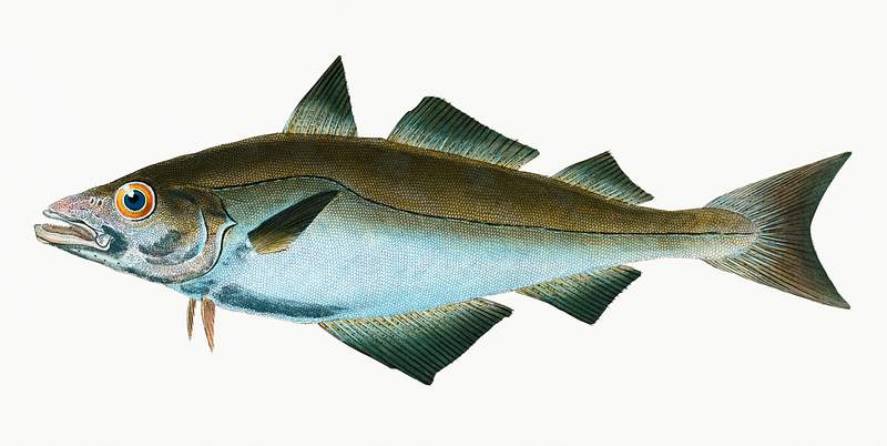 Pollack (Gadus Pollachius) illustration from The Natural History of British Fishes (1802) by Edward Donovan (1768-1837).…